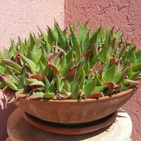 Casa de Férias Casa Oleandro